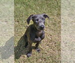 Small #1 Labrador Retriever Mix