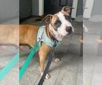 Small #2 American Pit Bull Terrier Mix