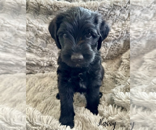 Medium Photo #1 Double Doodle Puppy For Sale in VINEYARD, UT, USA