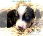 Small Photo #2 Bernese Mountain Dog Puppy For Sale in CLINTON, MO, USA