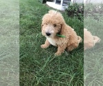Small Photo #9 Labradoodle-Poodle (Miniature) Mix Puppy For Sale in BOWLING GREEN, KY, USA