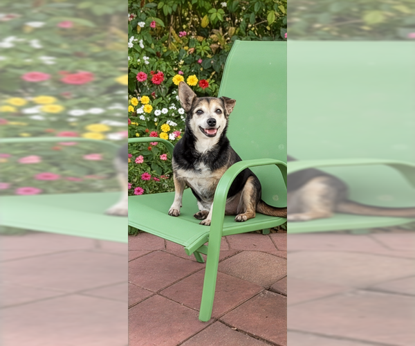 Medium Photo #12 Chihuahua-Unknown Mix Puppy For Sale in Weston, FL, USA