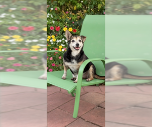 Maria Camila - Female Chihuahua-Unknown Mix Dog for Adoption - Photo #12