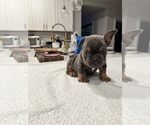 Small #1 English Bulldog-French Bulldog Mix