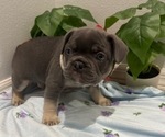 Small #14 French Bulldog