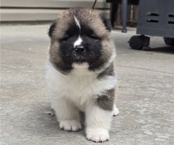 Medium Photo #2 Akita Puppy For Sale in STRAFFORD, MO, USA