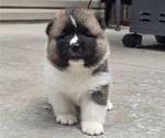 Small #1 Akita