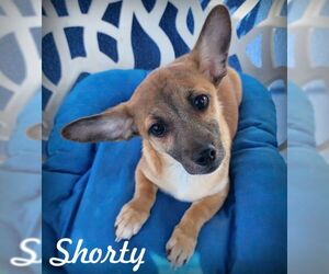 Chiweenie Dogs for adoption in Tustin, CA, USA