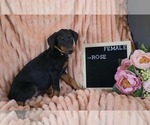 Small #3 Doberman Pinscher