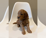 Puppy Mr Black Goldendoodle (Miniature)