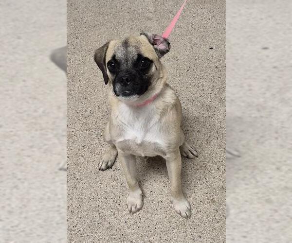 Medium Photo #1 Pug-Unknown Mix Puppy For Sale in Bakersfield, CA, USA
