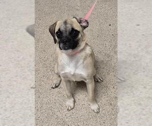 Pug-Unknown Mix Dogs for adoption in Bakersfield, CA, USA