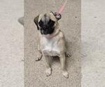 Small Pug Mix