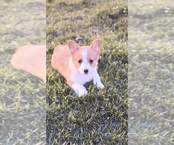 Medium Photo #1 Pembroke Welsh Corgi Puppy For Sale in ADDISON, IL, USA