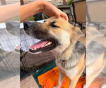 Small Photo #6 Mutt Puppy For Sale in Lake Forest, CA, USA