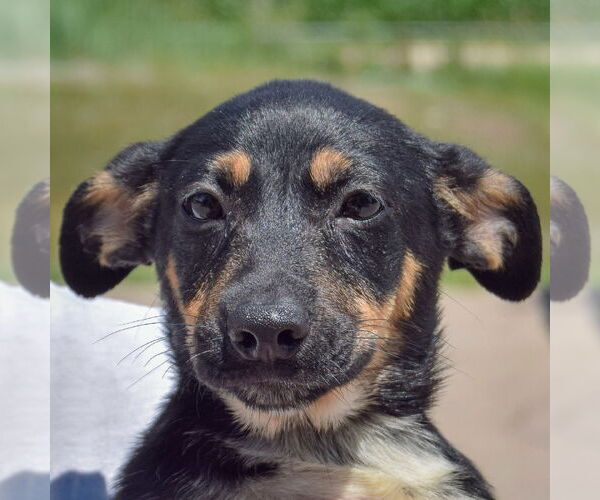 Medium Photo #2 German Shepherd Dog-Unknown Mix Puppy For Sale in Huntley, IL, USA