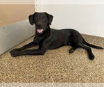 Small #4 Labrador Retriever Mix