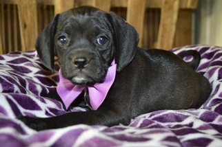Puggle Puppy for sale in HONEY BROOK, PA, USA