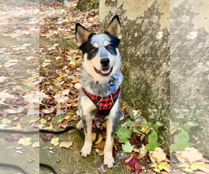 Mutt Dogs for adoption in Garden City, NY, USA