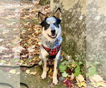 Dingo - Male Mutt Dog for Adoption - Small photo