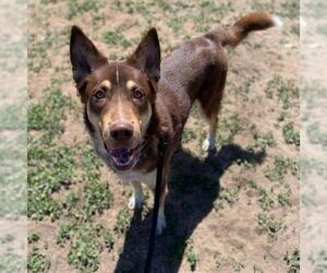 Siberian Husky Dogs for adoption in Aurora, CO, USA