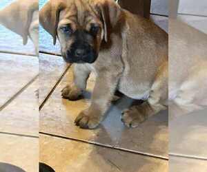 English Mastweiler Puppy for Sale in OSCEOLA, Missouri USA