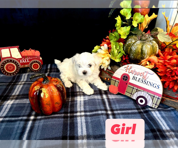 Medium Photo #5 Maltese Puppy For Sale in SAN ANTONIO, TX, USA