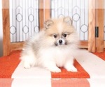 Small Photo #3 Pomeranian Puppy For Sale in NAPLES, FL, USA