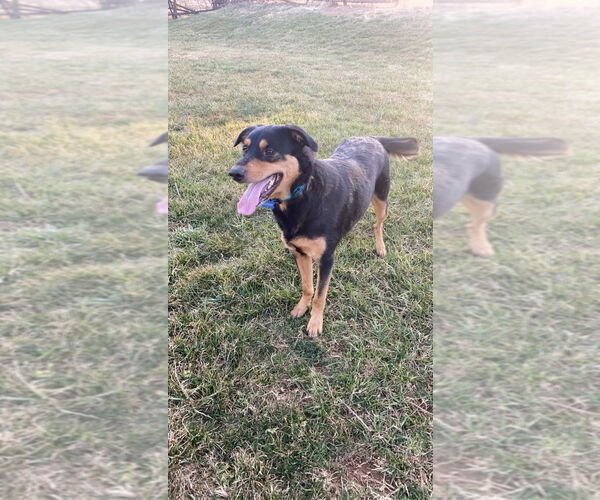 Medium Photo #1 Mutt Puppy For Sale in COLUMBIA, MD, USA