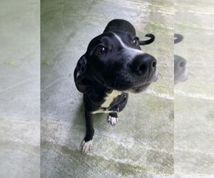 Mutt Dogs for adoption in Elmsford, NY, USA