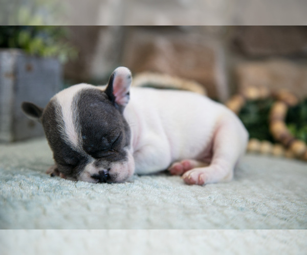 Medium Photo #4 French Bulldog Puppy For Sale in GRABILL, IN, USA