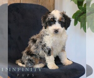 Bernedoodle (Miniature) Puppy for sale in NARVON, PA, USA