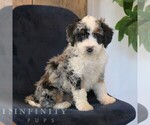 Small Bernedoodle (Miniature)