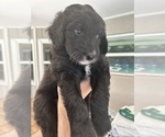 Small Photo #75 Aussiedoodle Puppy For Sale in LONGWOOD, FL, USA