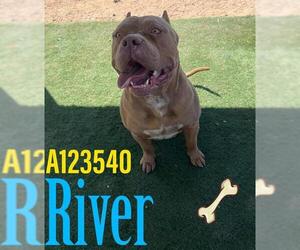 Mutt Dogs for adoption in HESPERIA, CA, USA