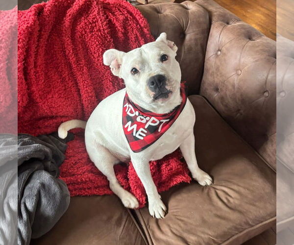 Medium Photo #4 American Pit Bull Terrier-Unknown Mix Puppy For Sale in Germantown, OH, USA