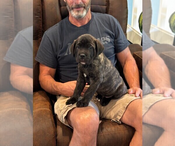 Medium Photo #4 Cane Corso Puppy For Sale in REEVESVILLE, SC, USA
