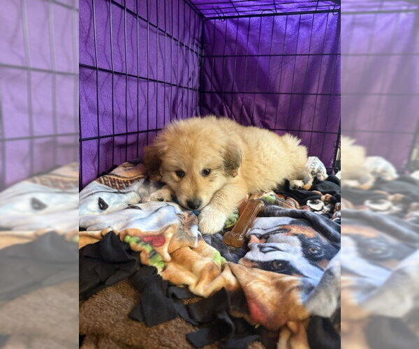 Medium Photo #1 Golden Pyrenees Puppy For Sale in Plainfield, IL, USA