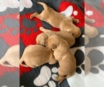 Small Photo #5 Golden Retriever Puppy For Sale in MANTECA, CA, USA