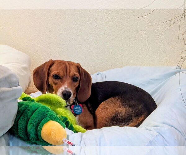 Medium Photo #4 Beagle Puppy For Sale in Tampa, FL, USA
