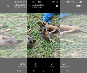 Belgian Malinois Puppy for Sale in ROLAND, Arkansas USA