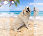 Small #13 Great Pyrenees