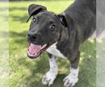 Small #1 Mutt