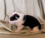 Small Photo #2 Pembroke Welsh Corgi Puppy For Sale in FRESNO, CA, USA