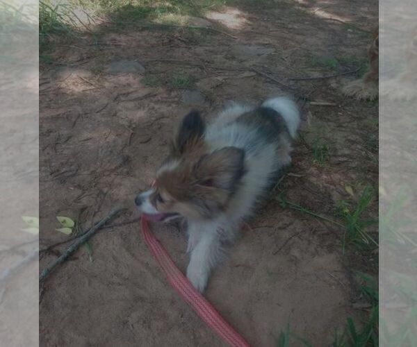 Medium Photo #10 Papillon Puppy For Sale in OLA, AR, USA