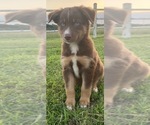 Small Photo #8 Australian Shepherd Puppy For Sale in OZARK, AR, USA