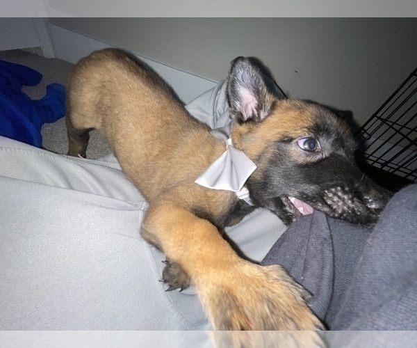 Medium Photo #34 Belgian Malinois Puppy For Sale in REESEVILLE, WI, USA