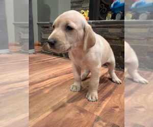Labralas Puppy for sale in LAKEVILLE, MN, USA