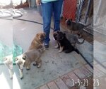 Small Photo #21 German Shepherd Dog-Unknown Mix Puppy For Sale in Apple Valley, CA, USA