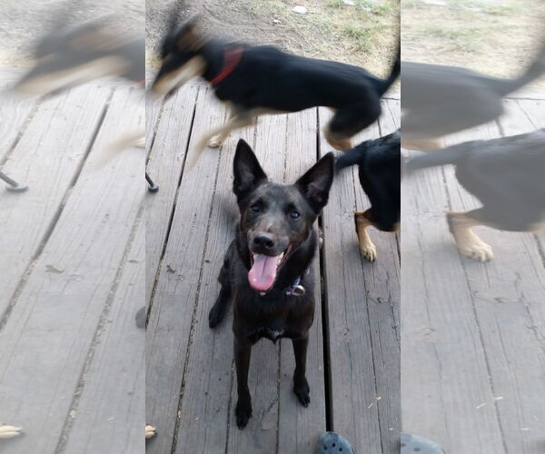 Medium Photo #1 Shollie Puppy For Sale in Pipe Creek, TX, USA